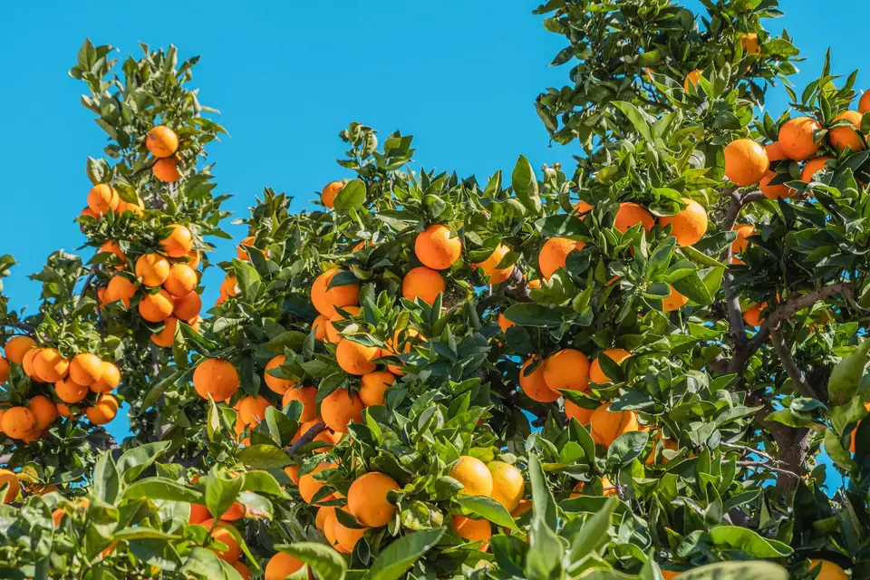 Orangenbaum mit reifen Früchten vor blauem Himmel